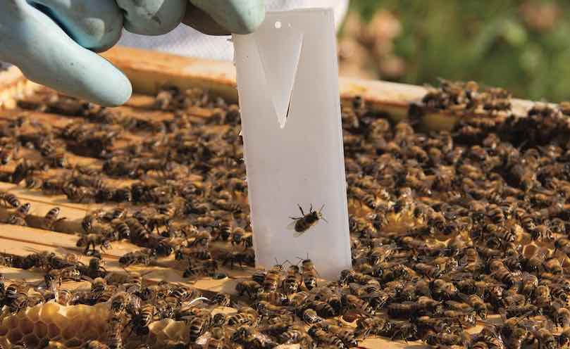 Apivar médicament contre varroa : facilité d’utilisation