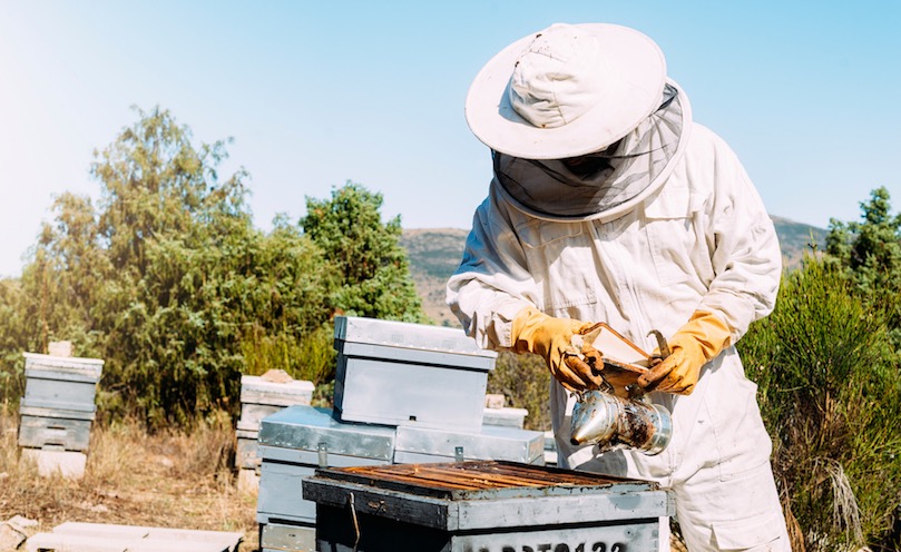 Innovation & support for honey bees health