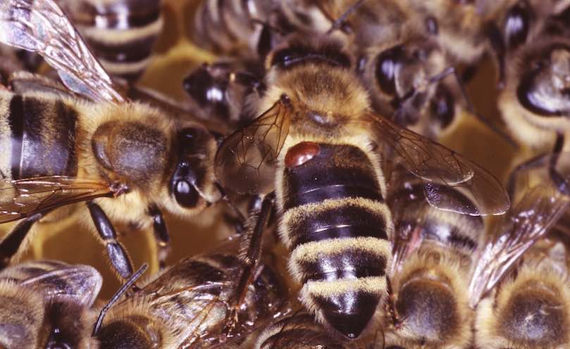 Varroa control strategy: our solutions from mite monitoring to easy-to-use treatments