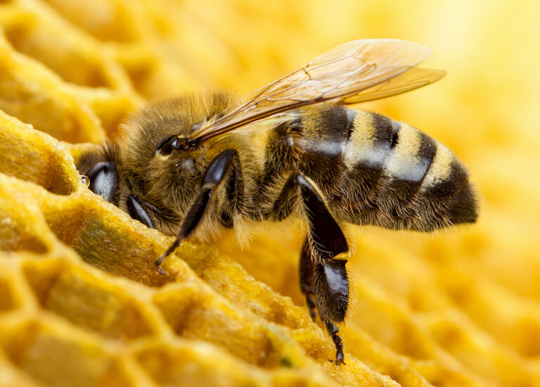 FAQ FAQ MegaBee