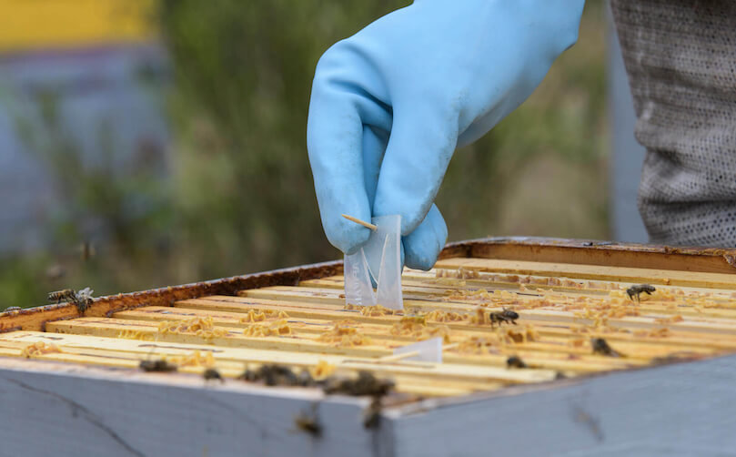 Apivar : simplicité d'utilisation